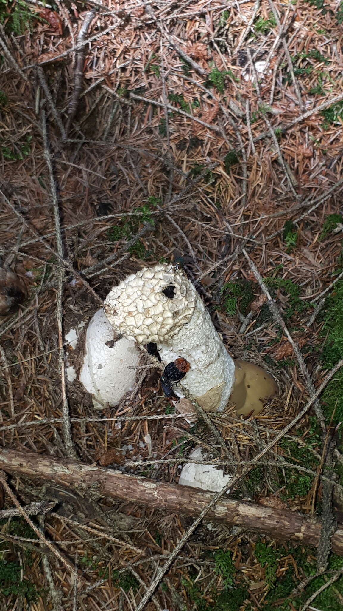 Image of Stinkhorn