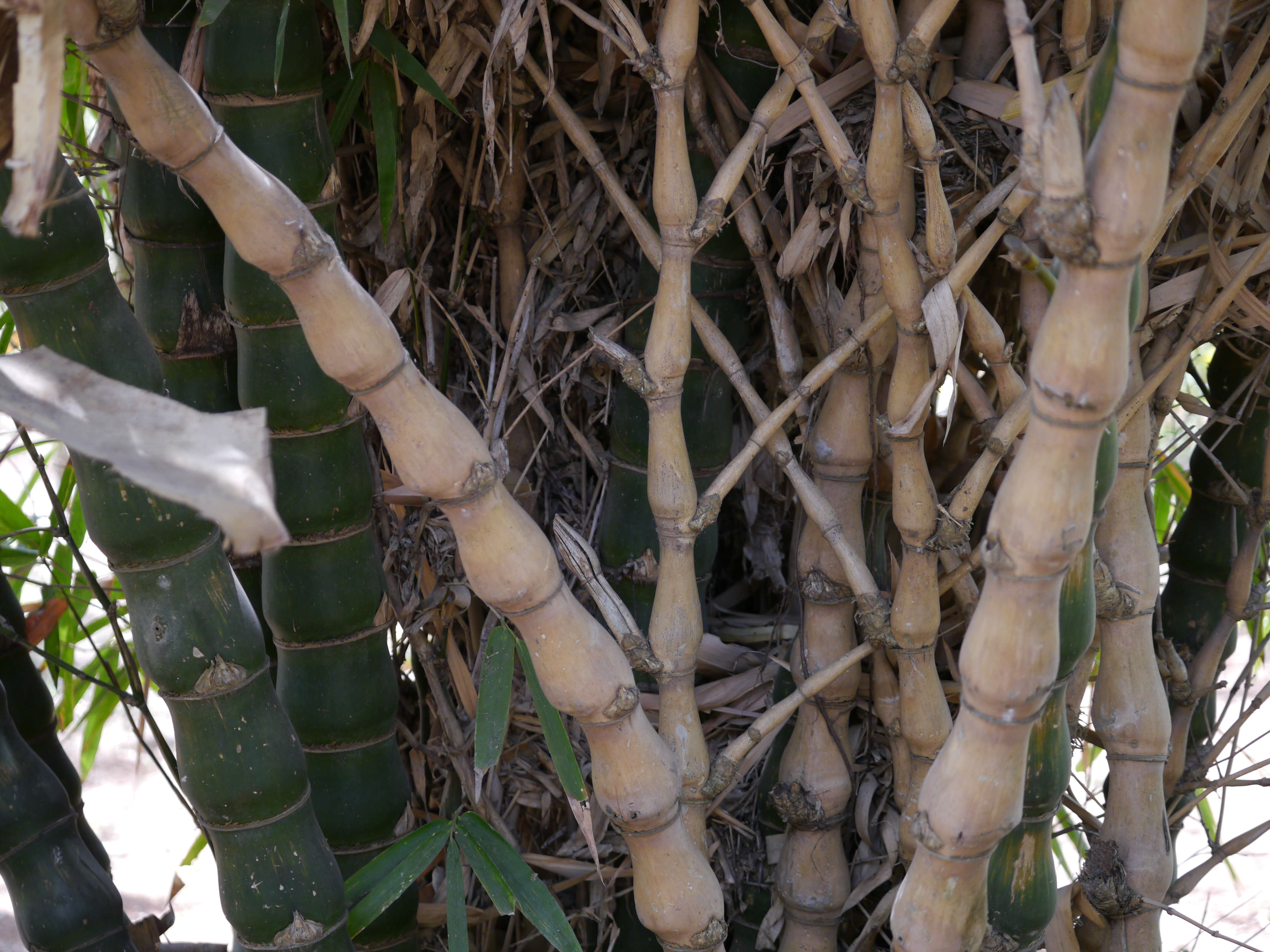 Image of Bambusa ventricosa McClure