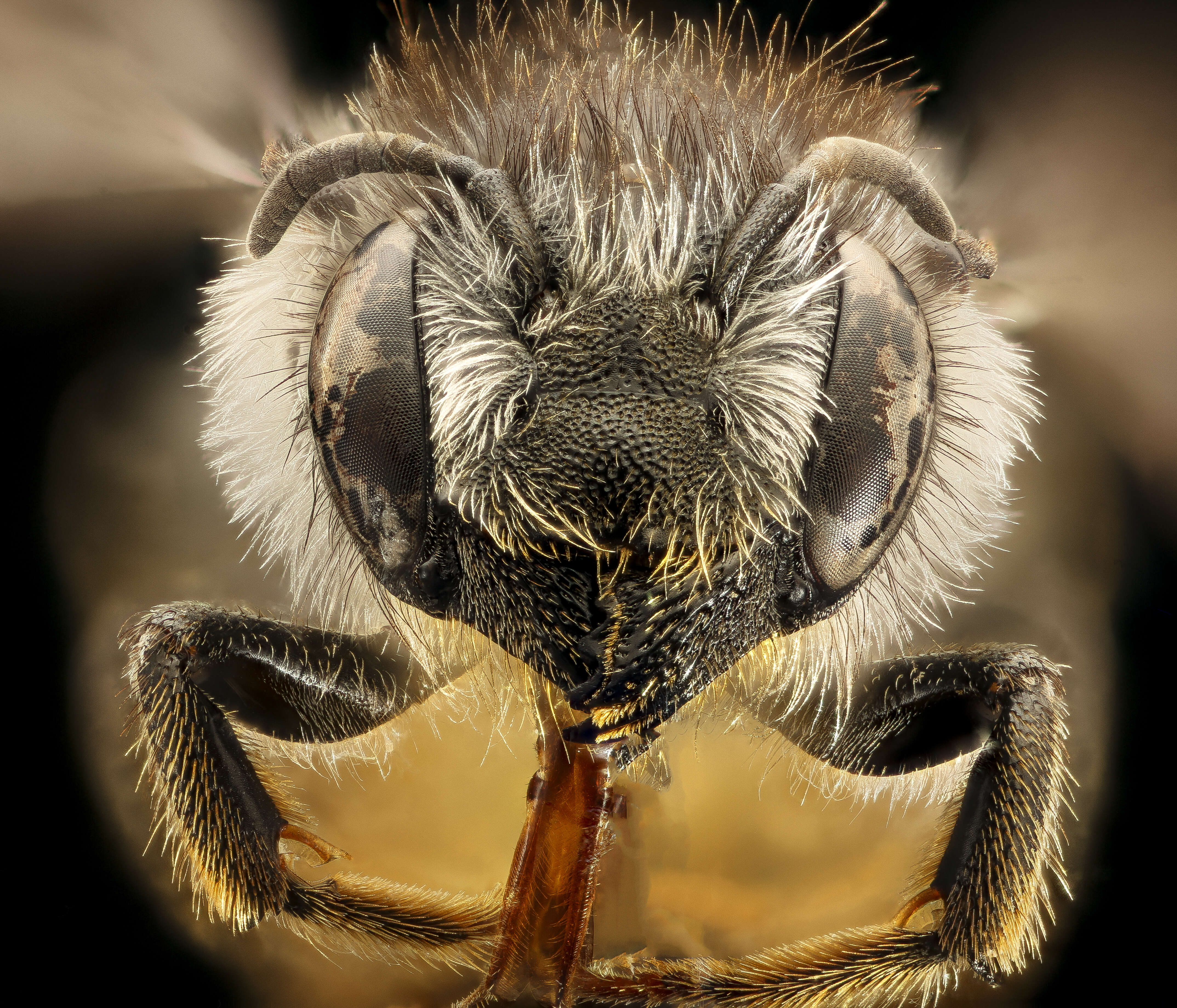 Image of Leafcutter bee