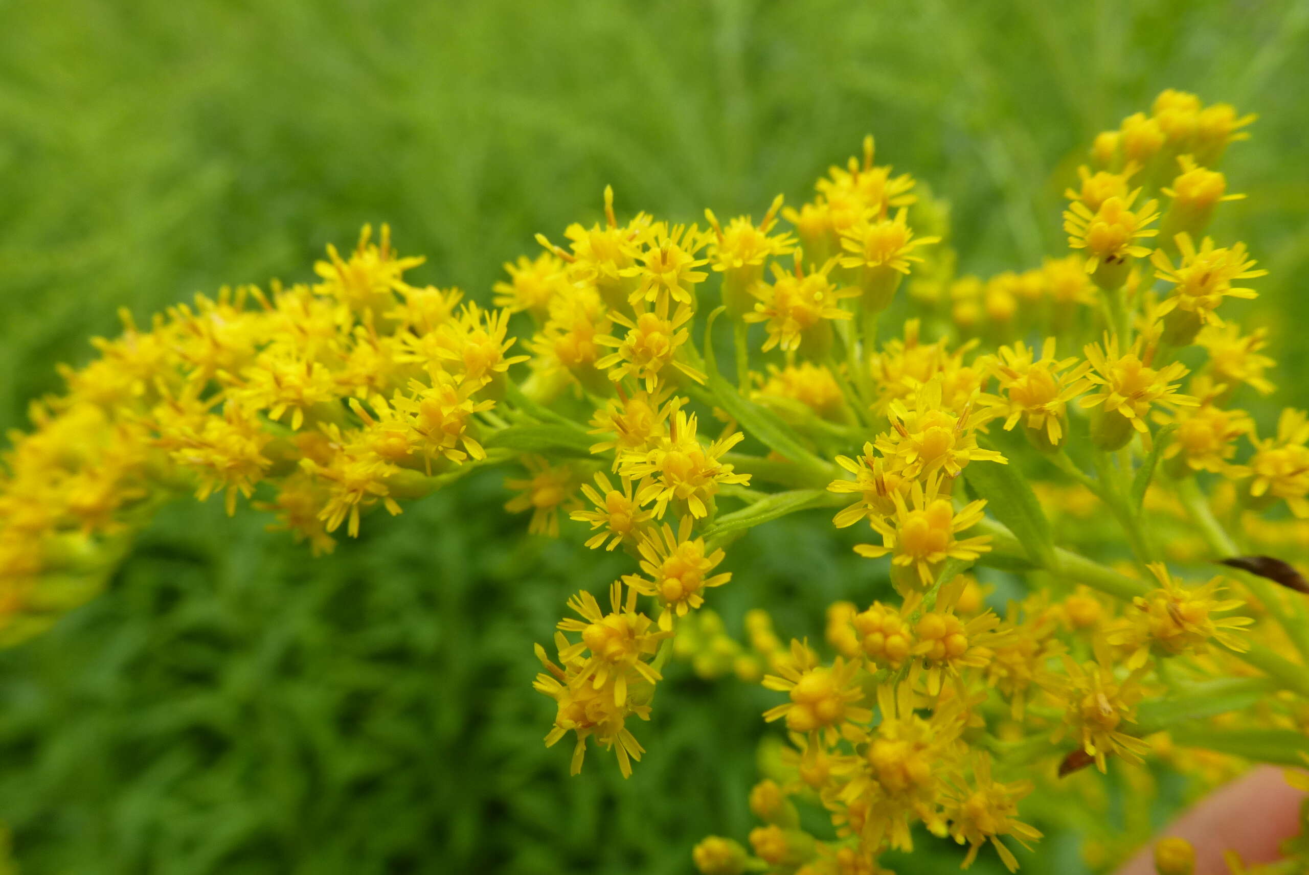 Solidago canadensis L. resmi