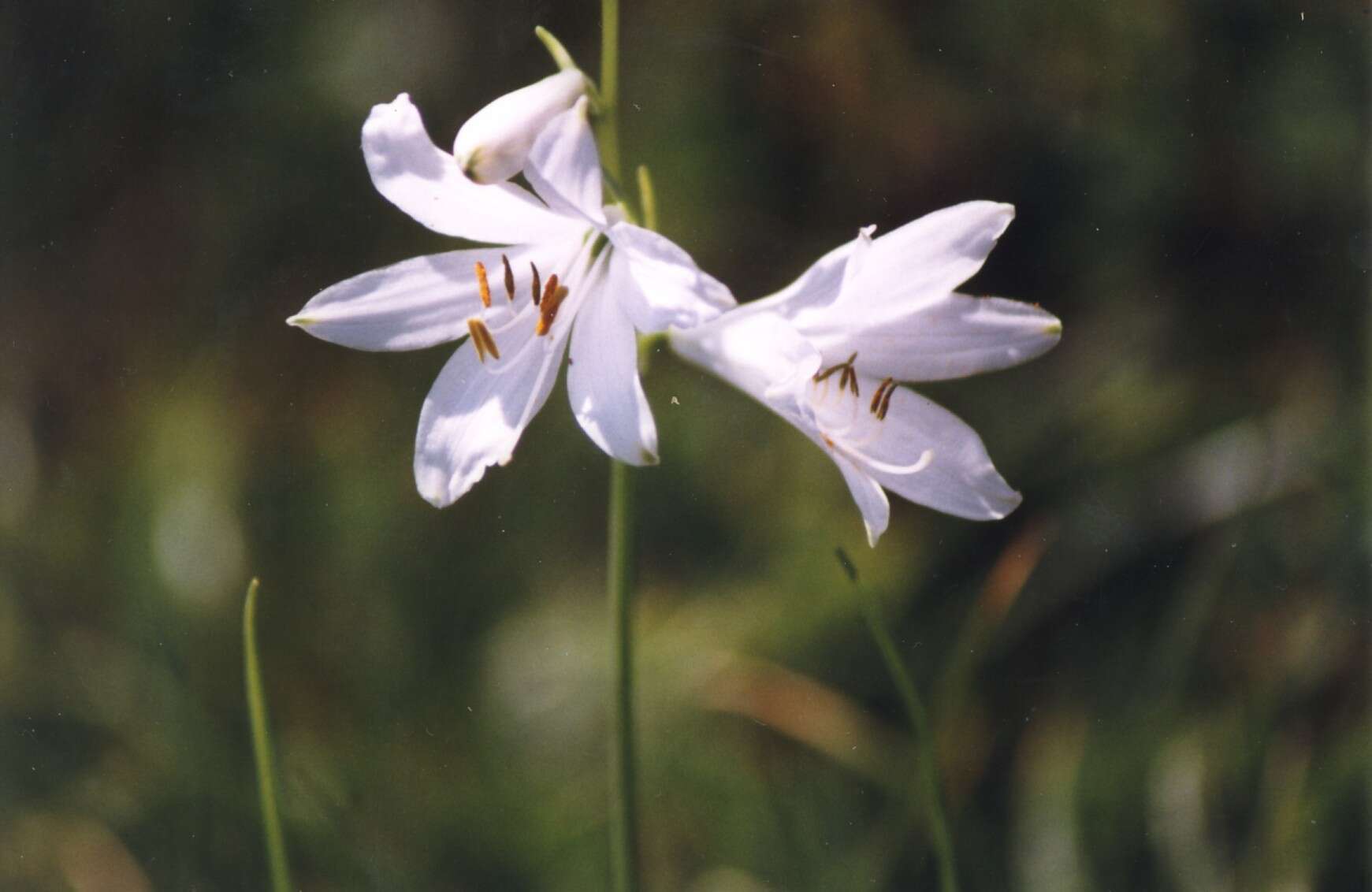 Image of St. Bruno's Lily