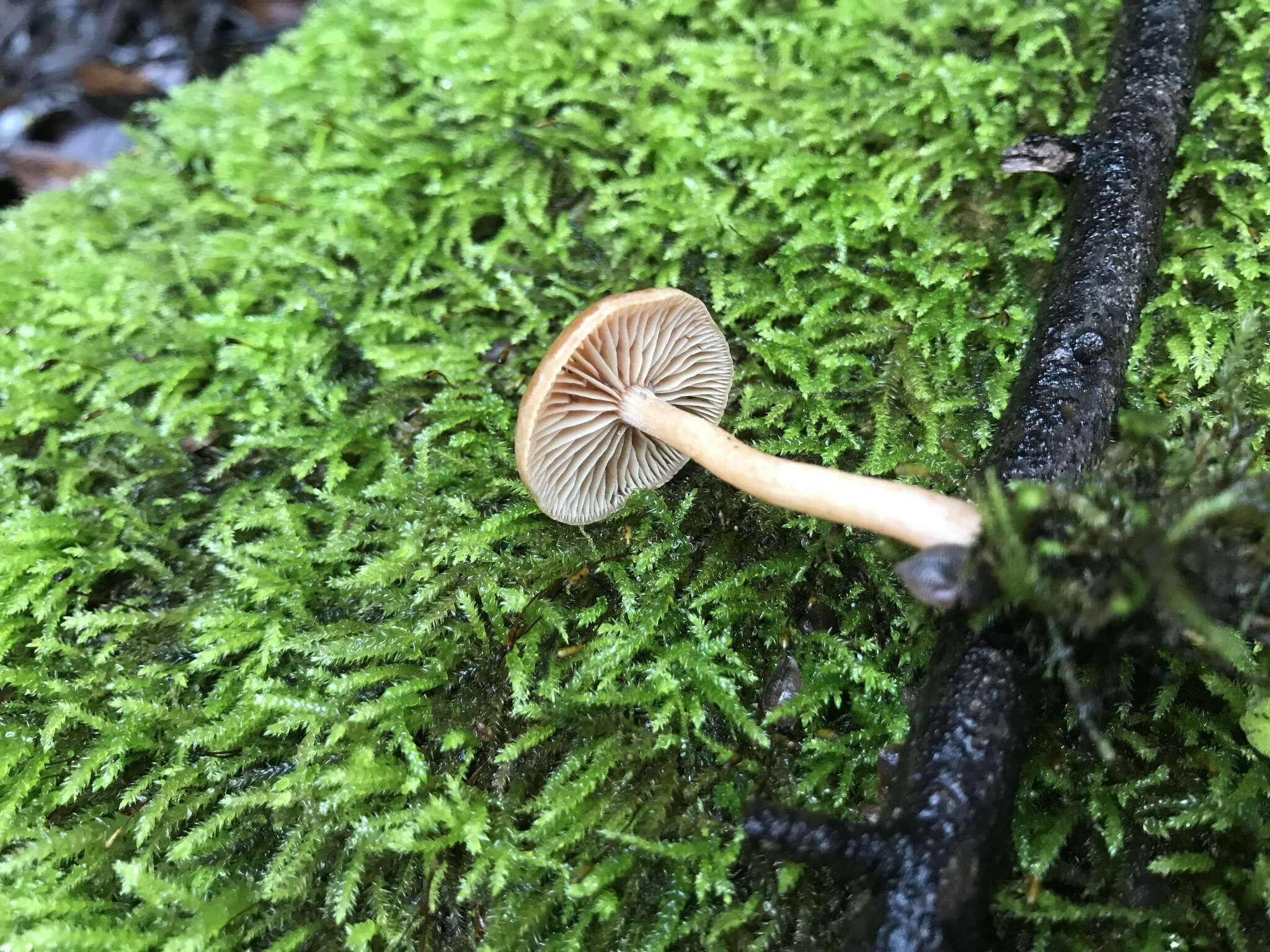 Image of Tubaria furfuracea (Pers.) Gillet 1876