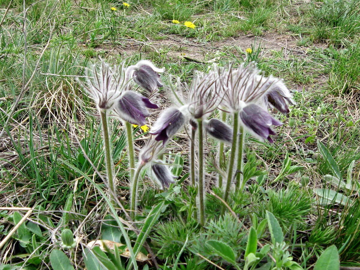 Image of Small Pasque Flower