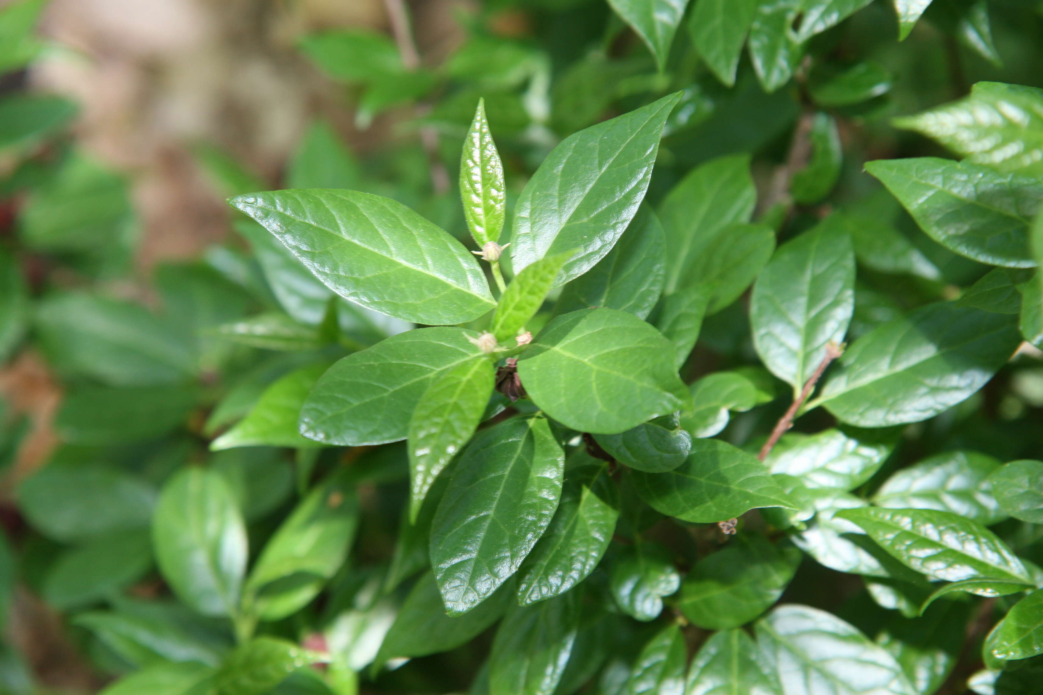 Image de Calycanthus floridus L.