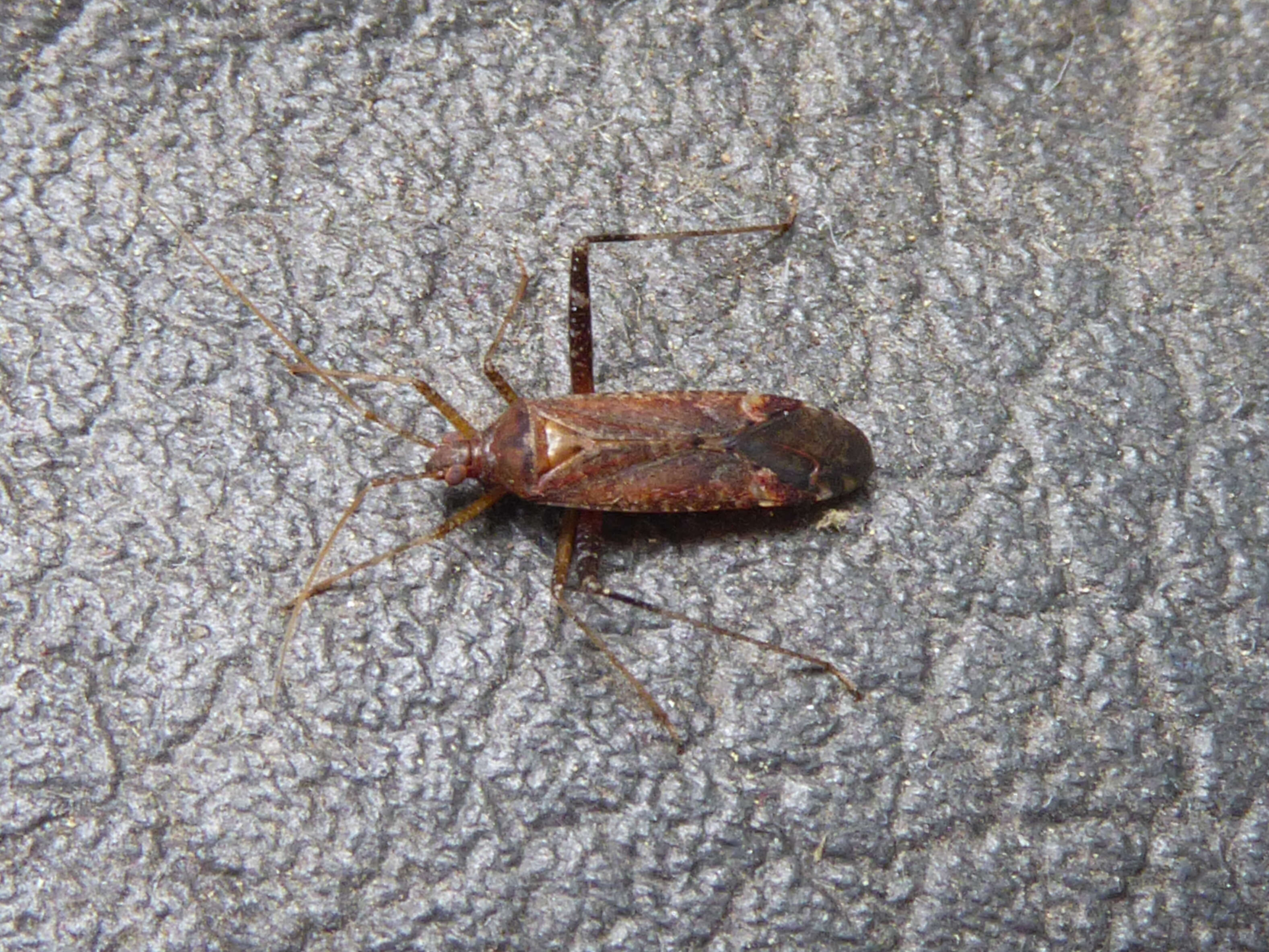 Image of Phytocoris ulmi (Linnaeus 1758)