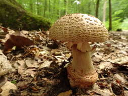 Image of Amanita rubescens Pers. 1797