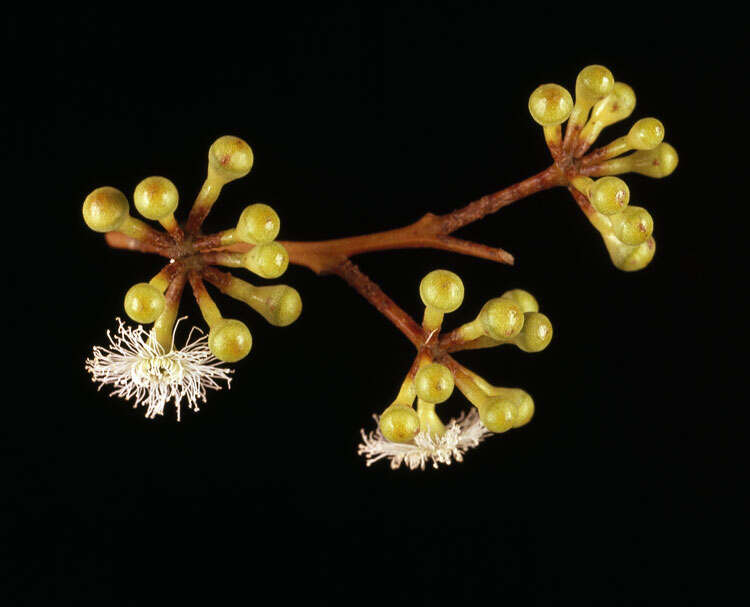 Image of Eucalyptus brevistylis Brooker