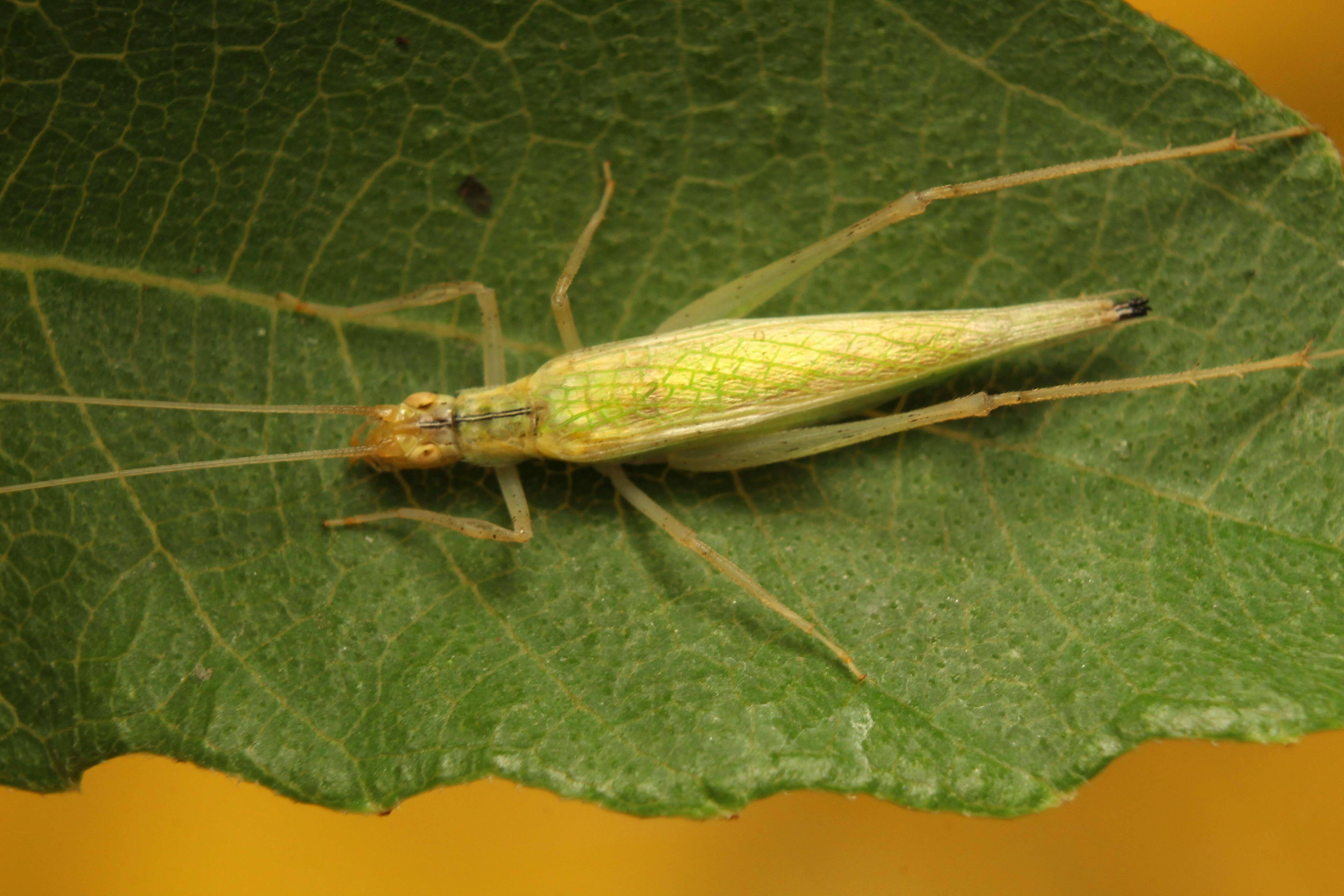 Image of Oecanthinae