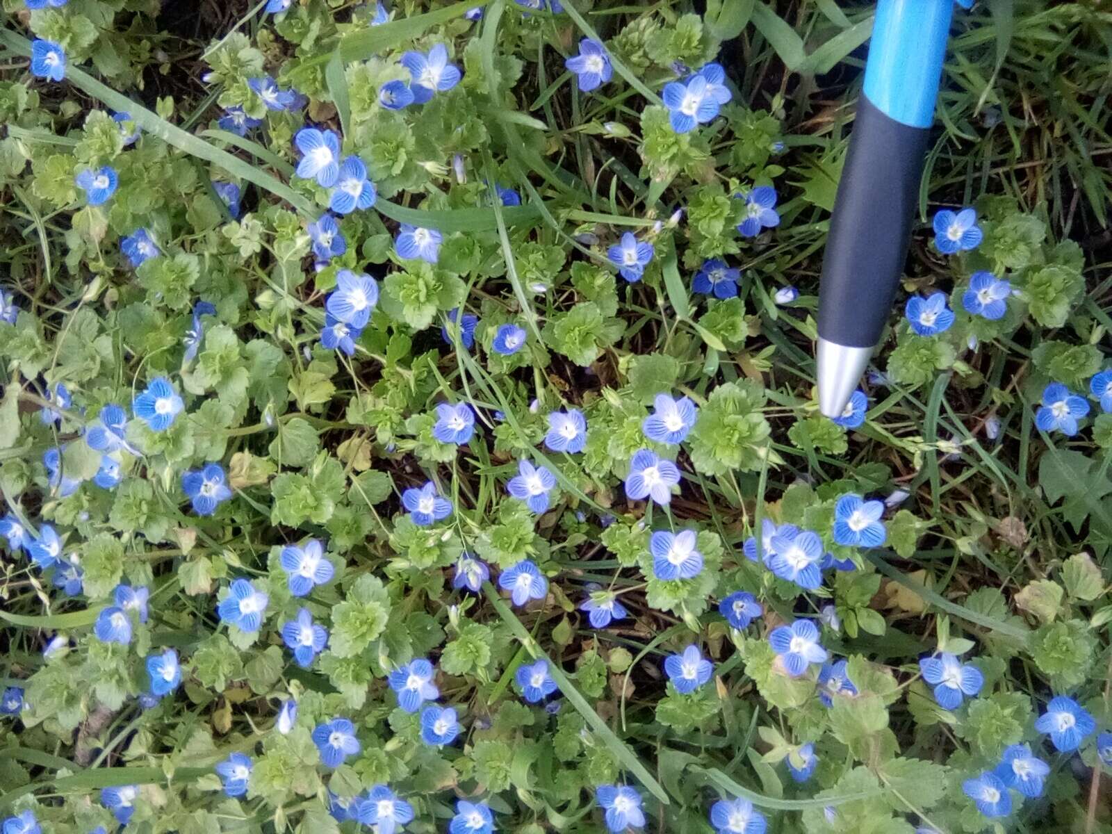 Image of birdeye speedwell