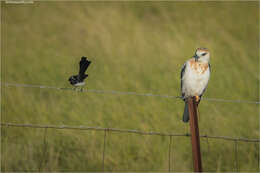 Image of Willie Wagtail