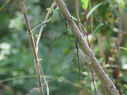 Image of Eastern Willow Spreadwing