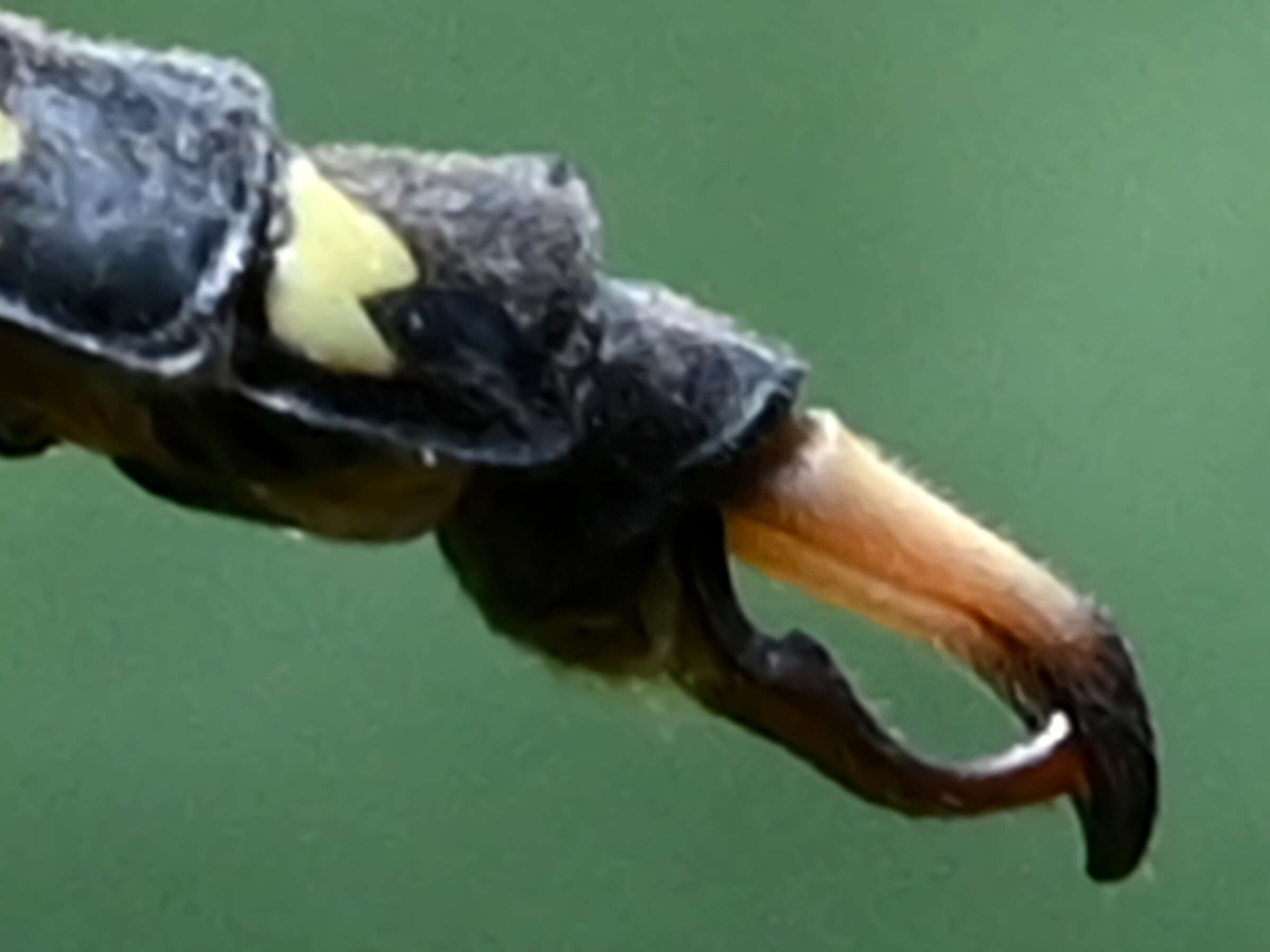 Image of Nychogomphus striatus (Fraser 1924)