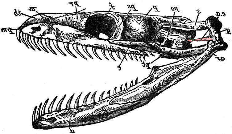 Image of African rock python