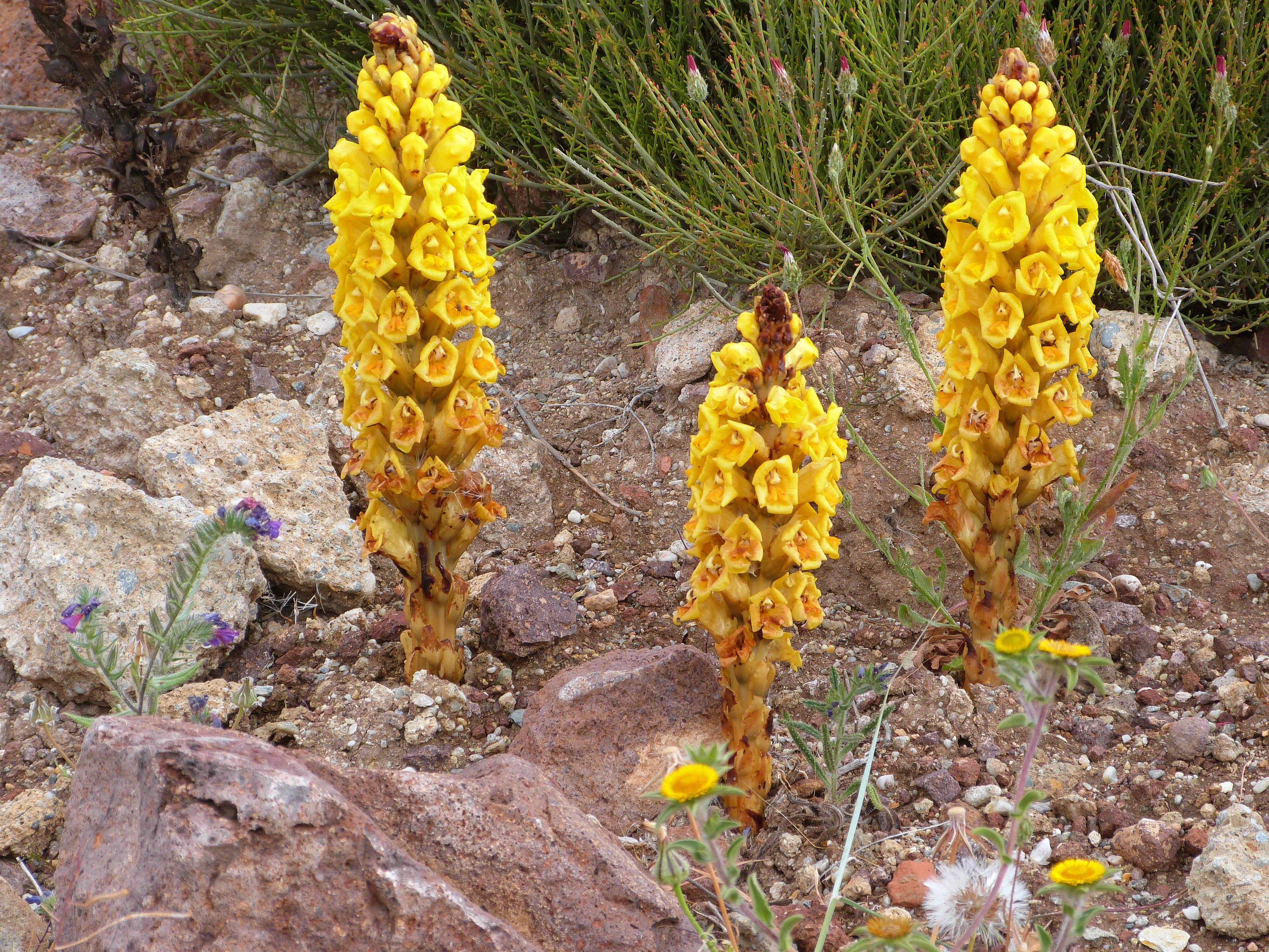 Image of Cistanche phelypaea