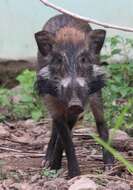 Image of Java Warty Pig