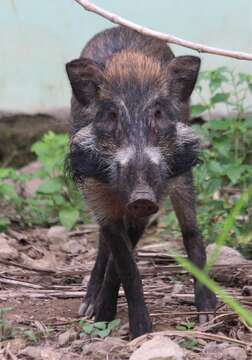 Image of Java Warty Pig