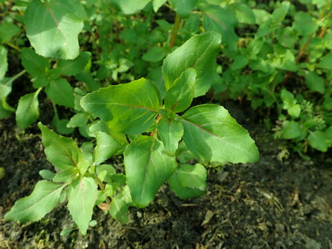 Image of elegant clarkia