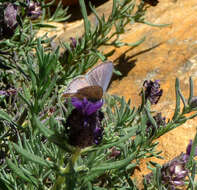 Imagem de Lavandula stoechas L.