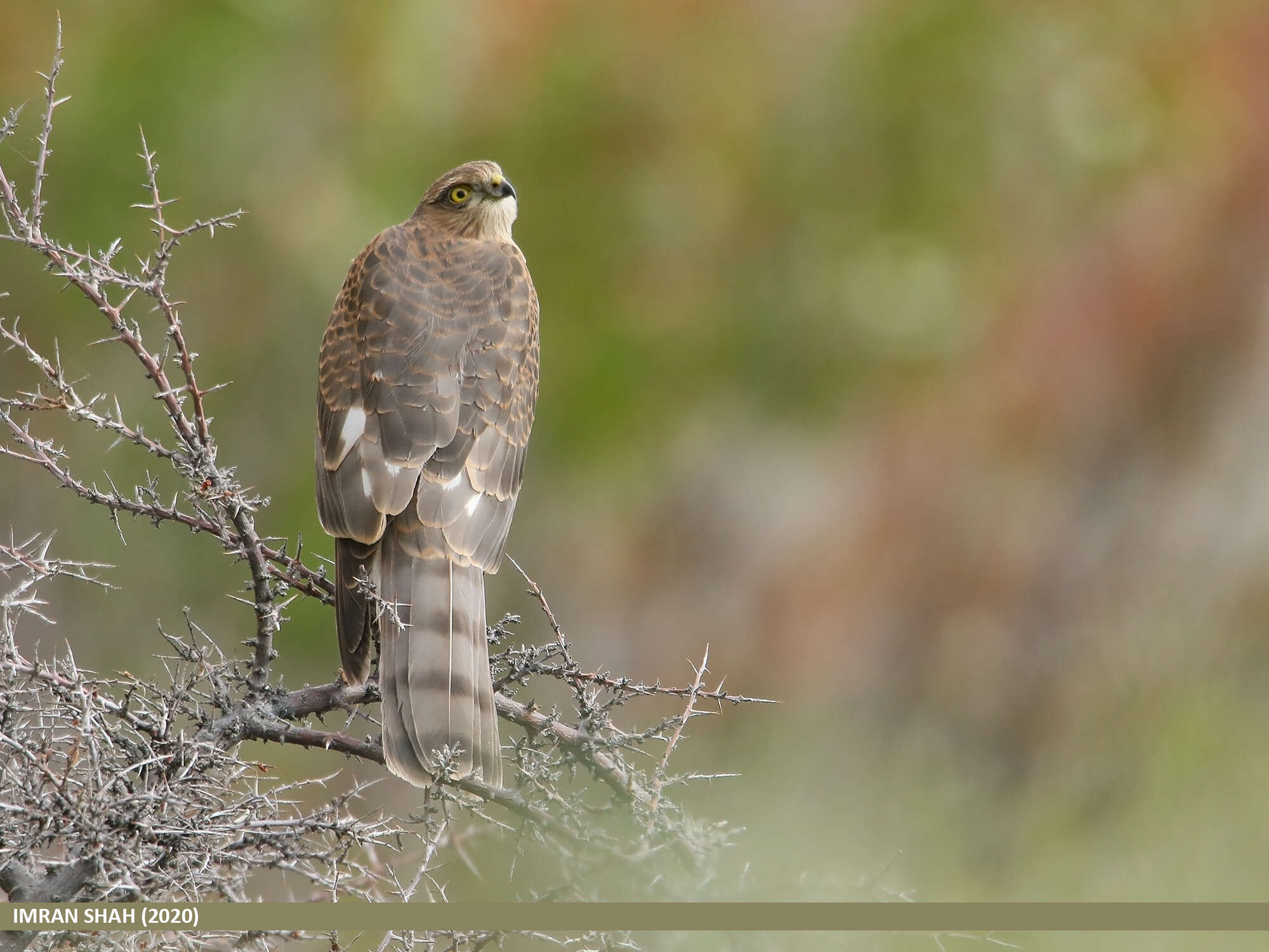 Image of Eurasian Sparrowhawk