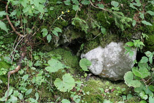 Image of Opal Thread-moss