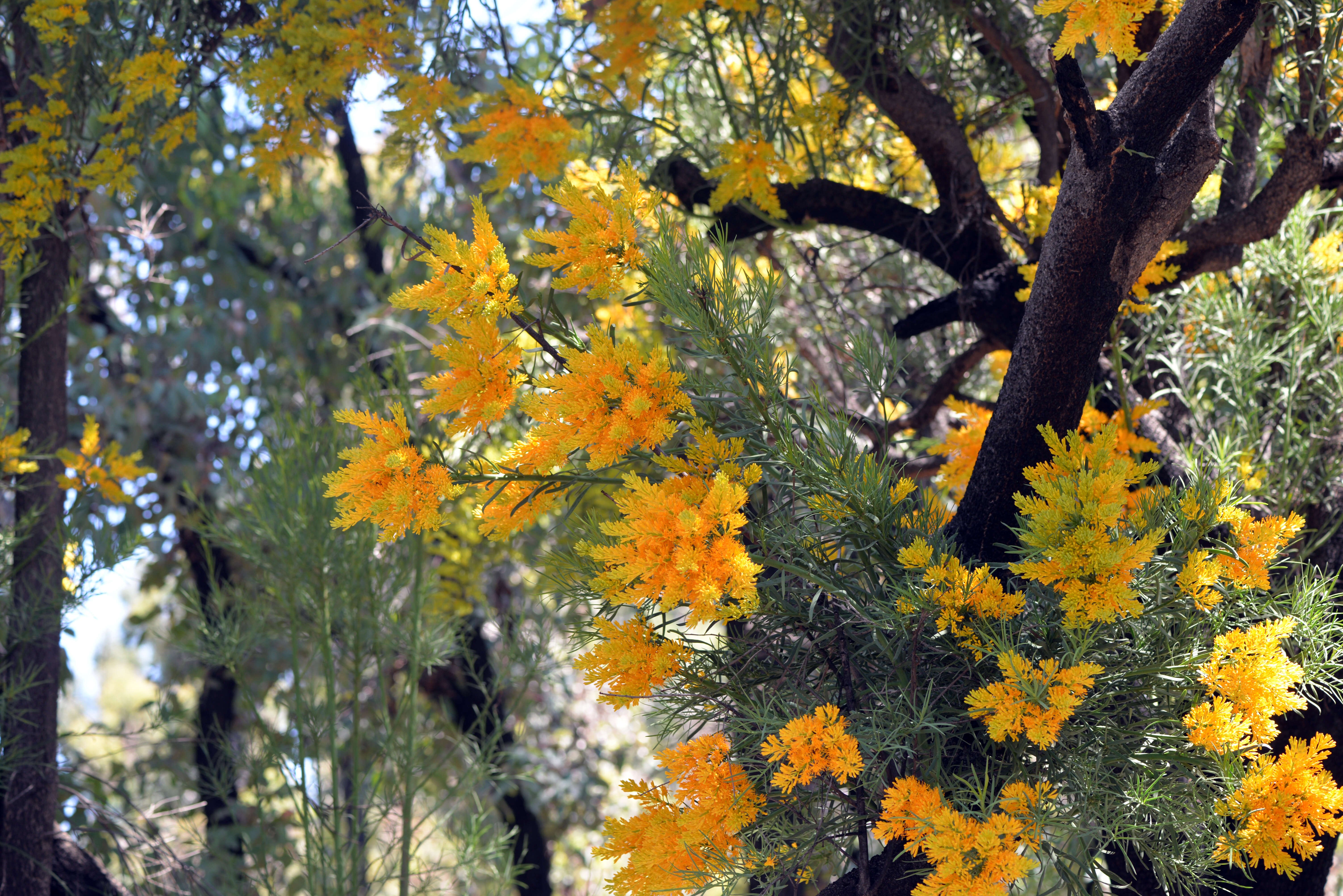 Image of Nuytsia