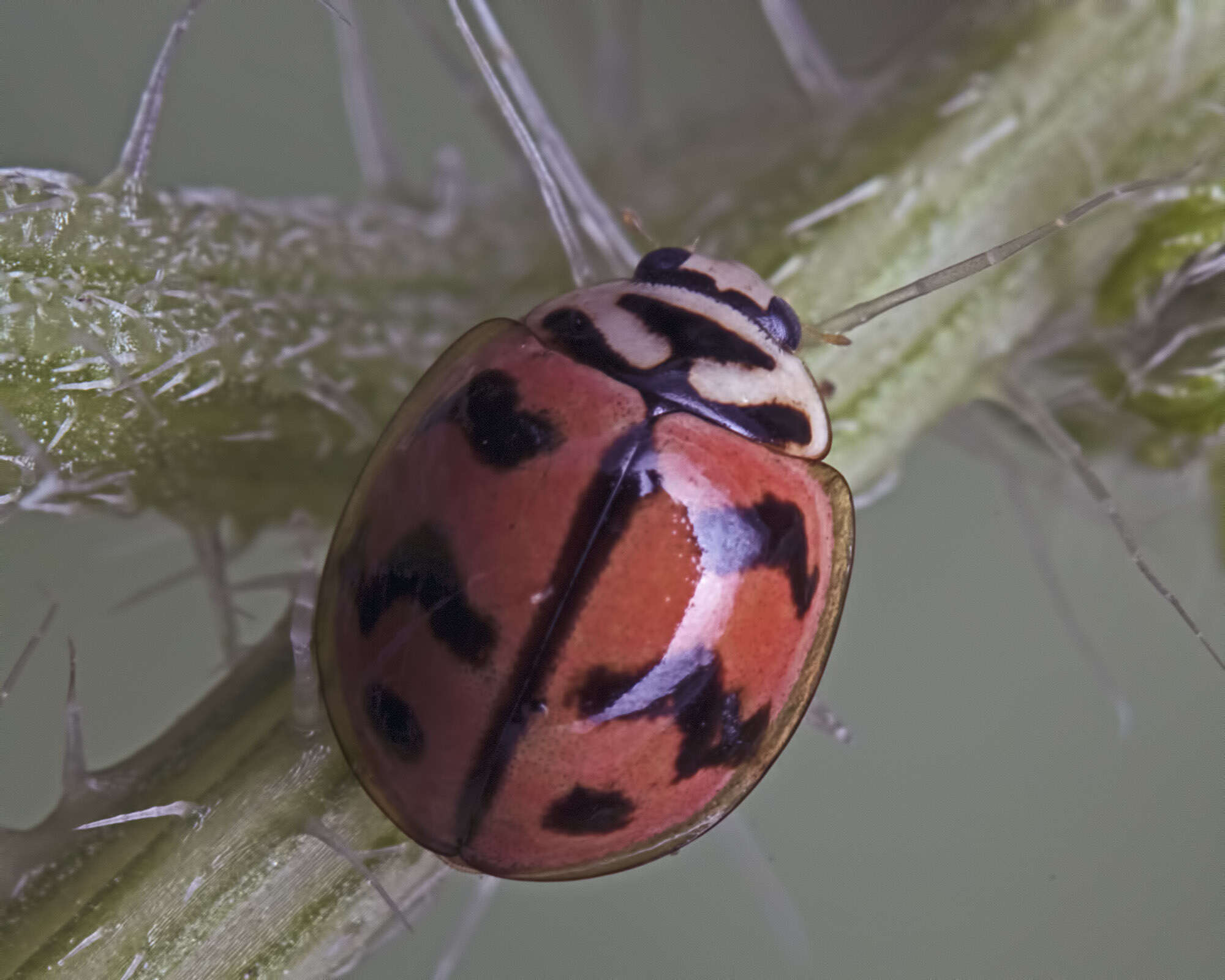 Image of Six-spotted Zigzag Ladybird