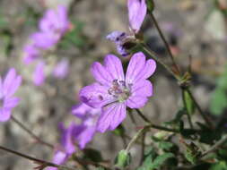 Image of hedgerow geranium