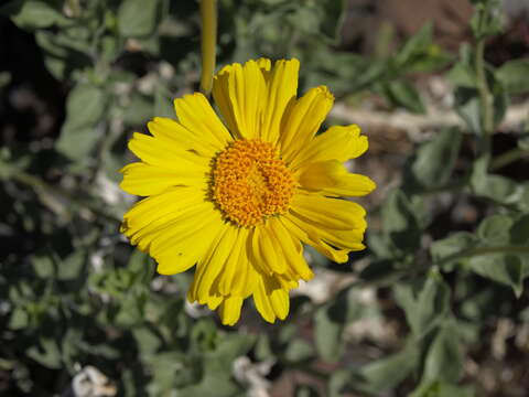 Sivun Encelia actoni kuva