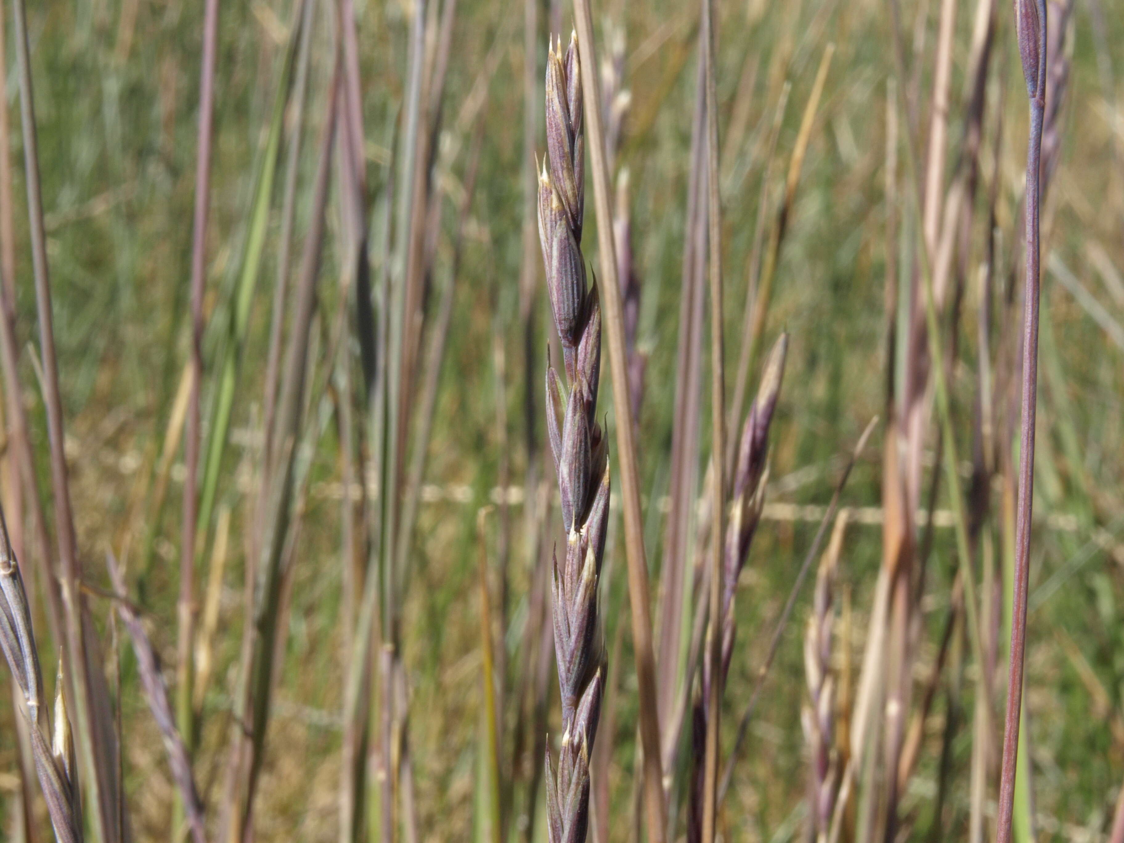 Image of Slender Wild Rye