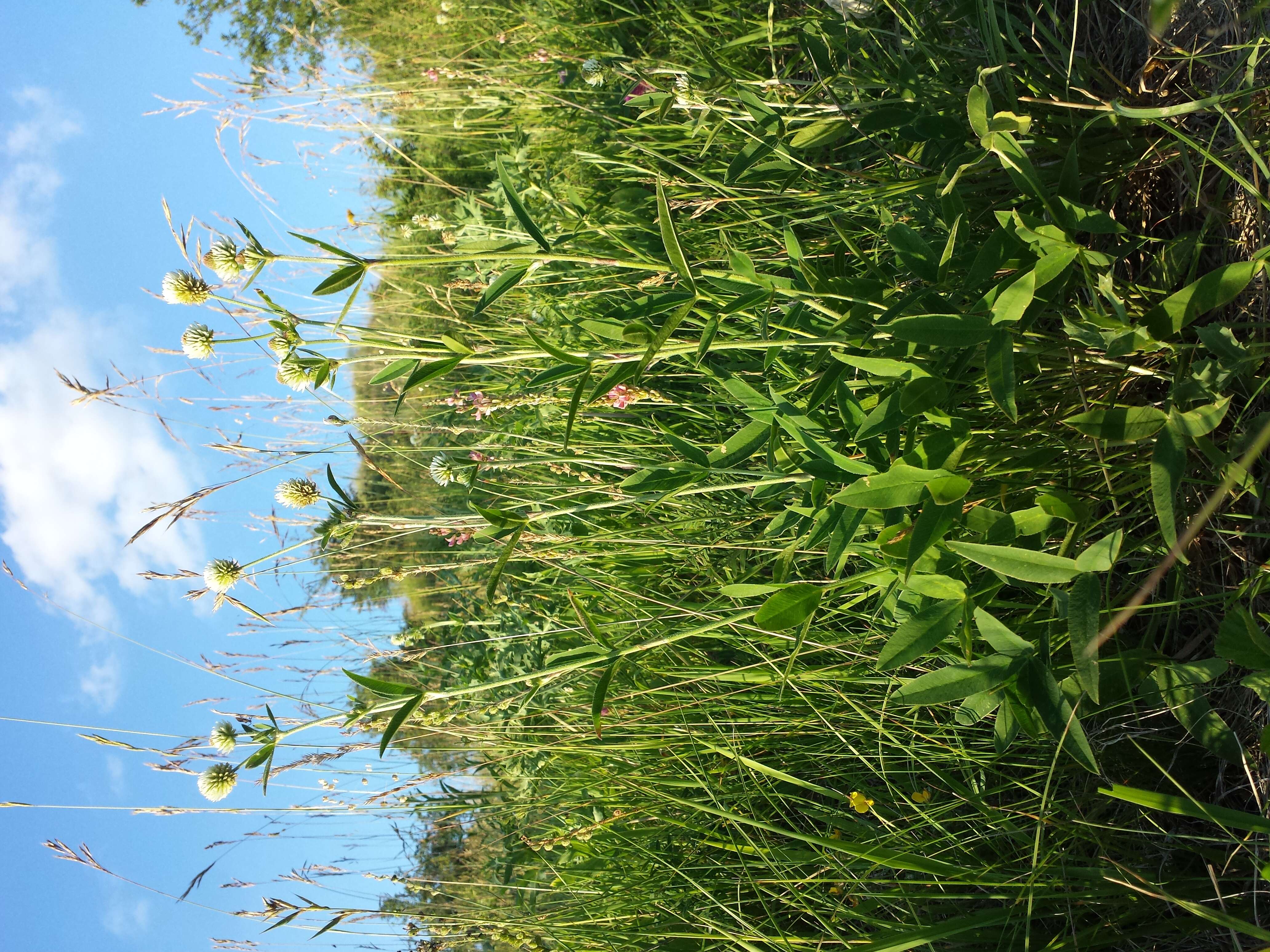 Imagem de Trifolium montanum L.