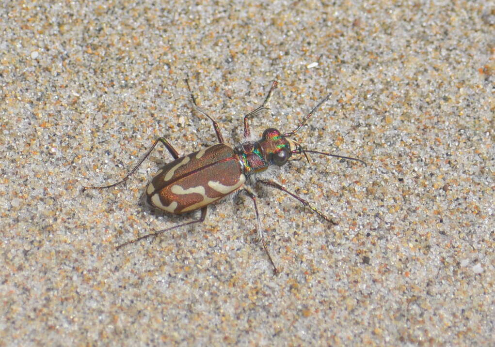 Image de Cicindela (Cicindela) bellissima Leng 1902