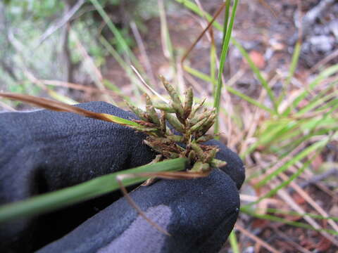 Image de Cyperus hillebrandii Boeckeler