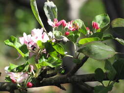 Image of paradise apple