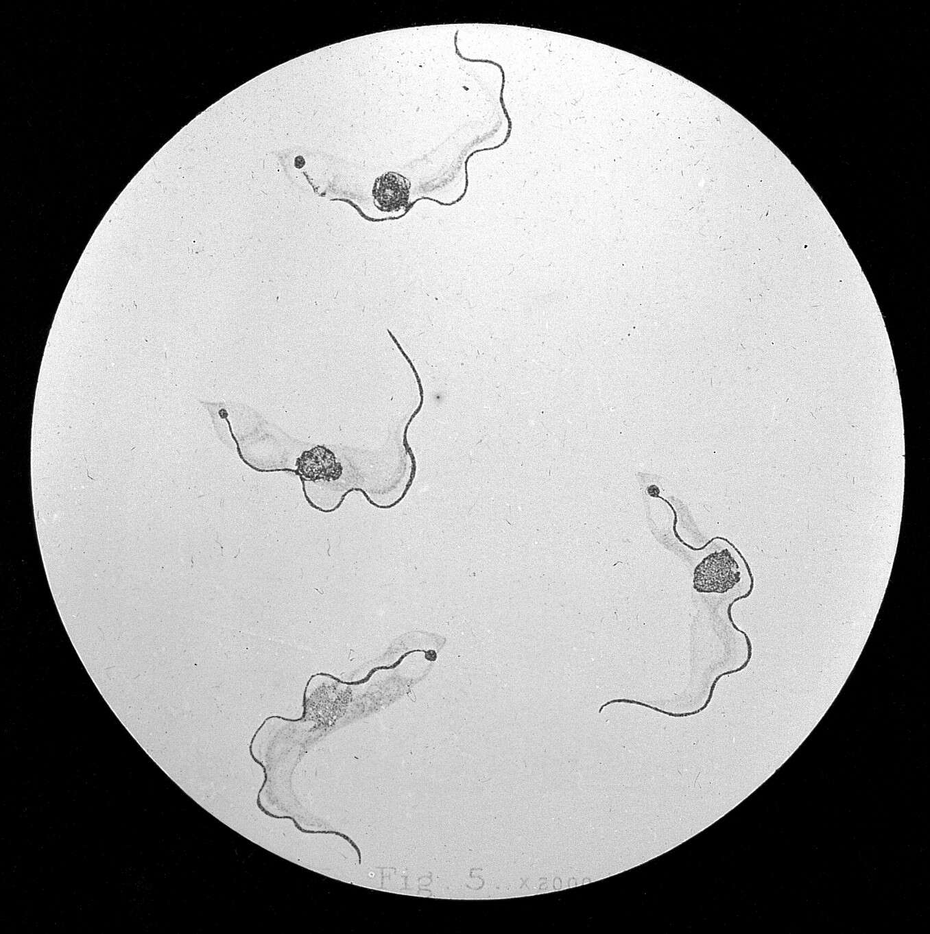 Image of Trypanosoma Gruby 1843