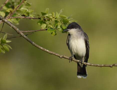 Image of Eastern Kingbird