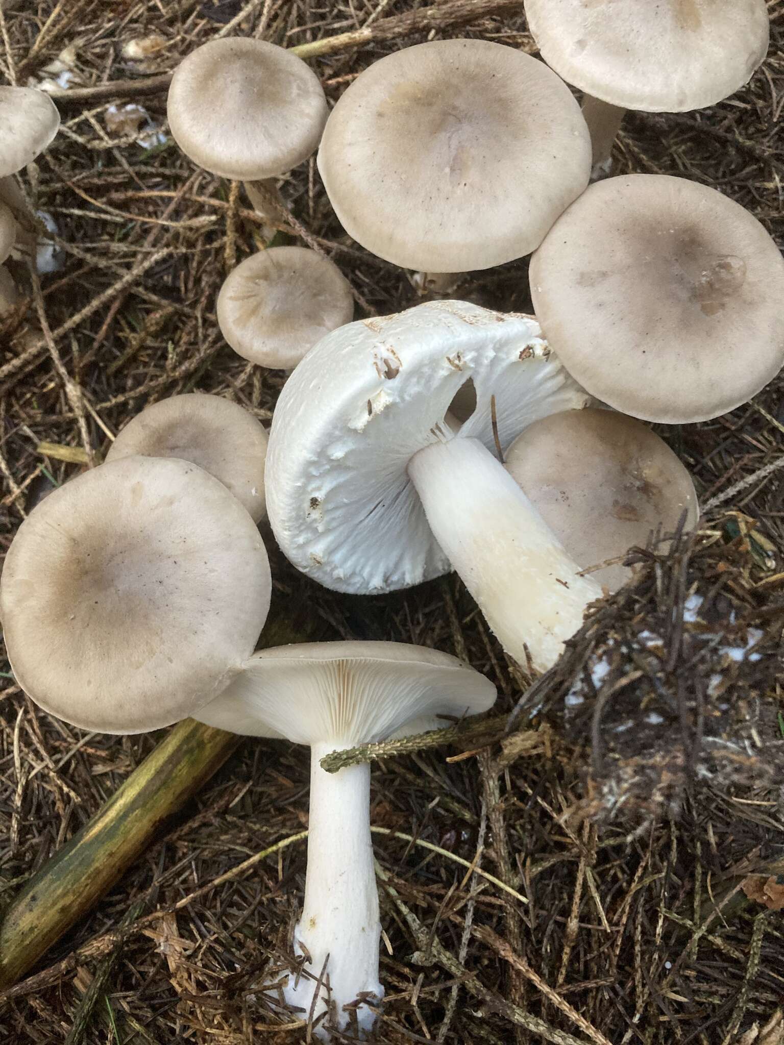 Image of Clitocybe nebularis (Batsch) P. Kumm. 1871