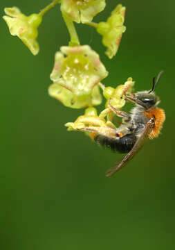 Image of early mining bee