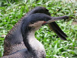 Image of White-breasted Cormorant