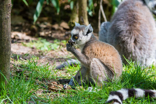 Image of Lemur Linnaeus 1758