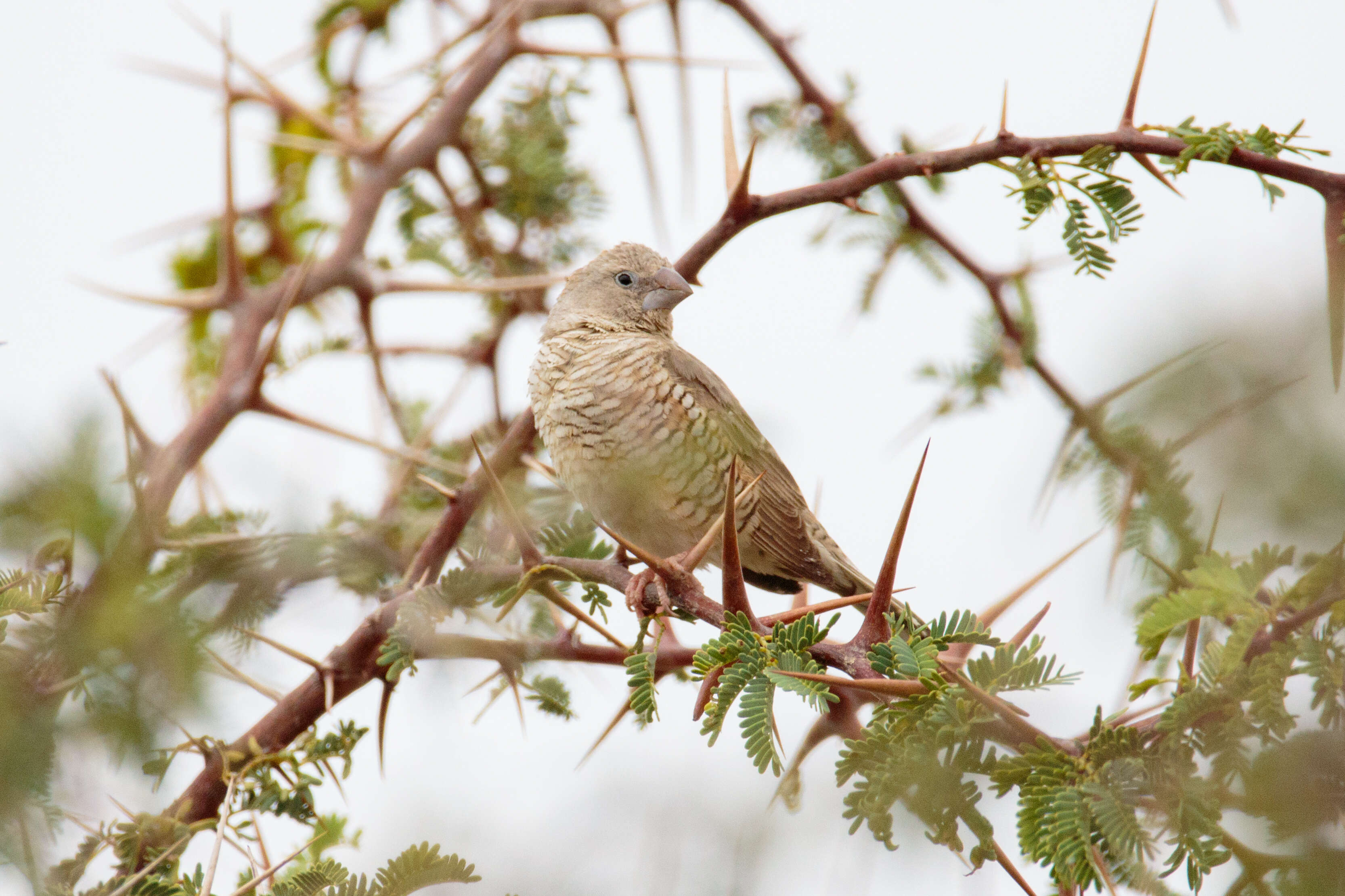 Image of Red-headed Finch