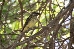 Image of Sulphur-bellied Flycatcher