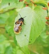 Image of Osmia rufa (Linnaeus 1758)