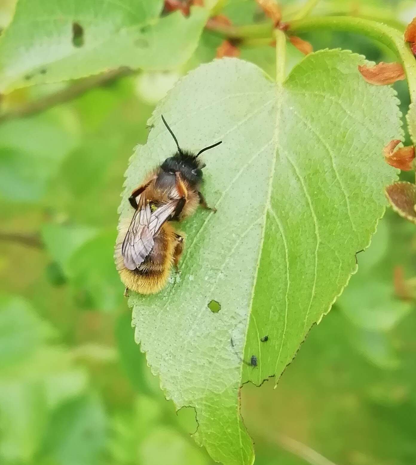 Image of Osmia rufa (Linnaeus 1758)