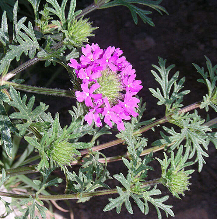 Image of southwestern mock vervain