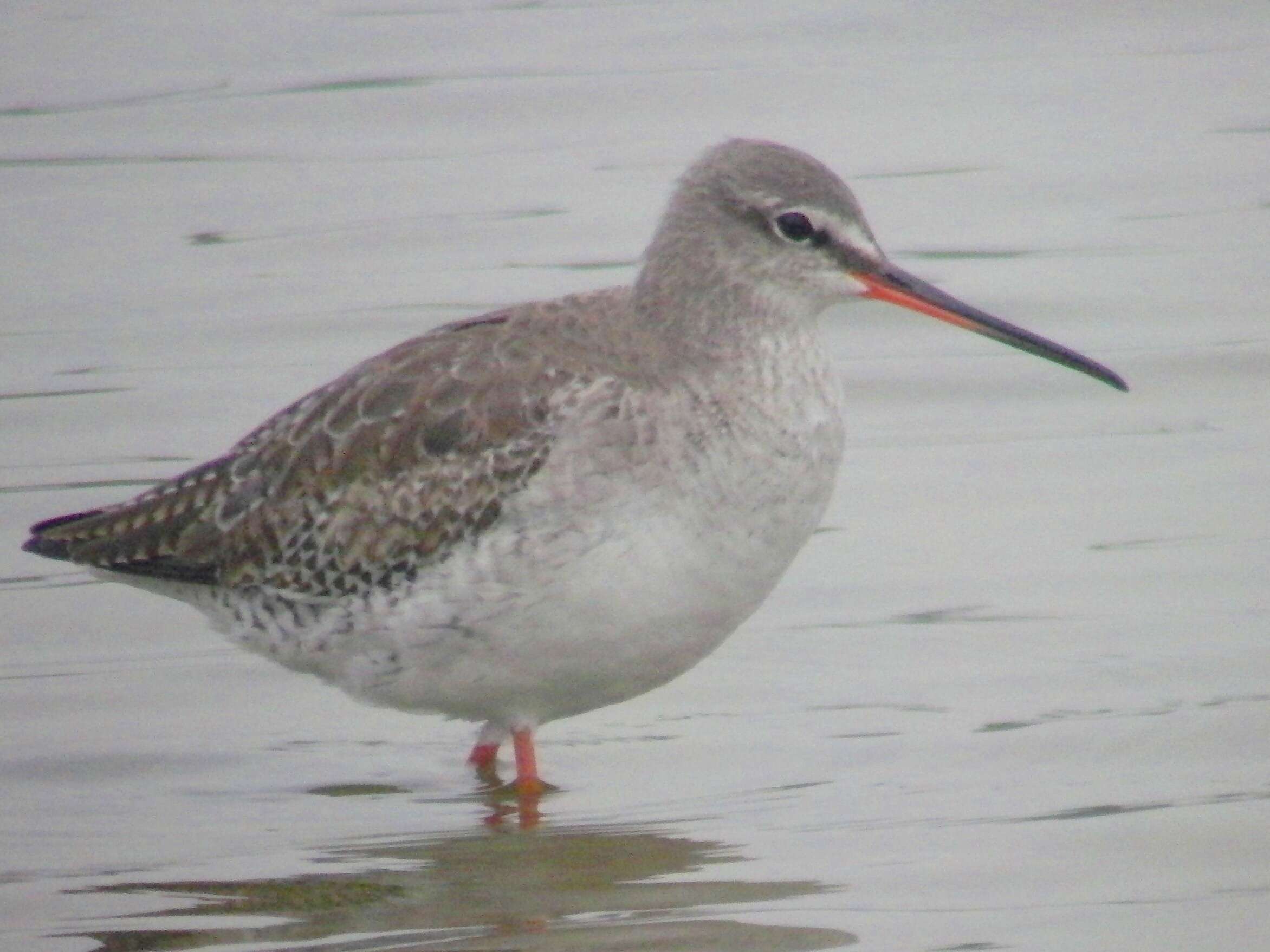 Image of Spotted Redshank