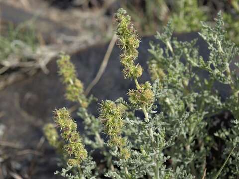 Ambrosia dumosa (A. Gray) Payne的圖片