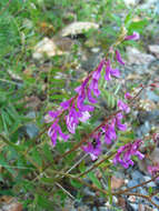 Image of Fine-leaf vetch