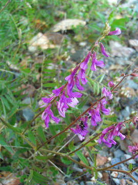 Imagem de Vicia tenuifolia Roth