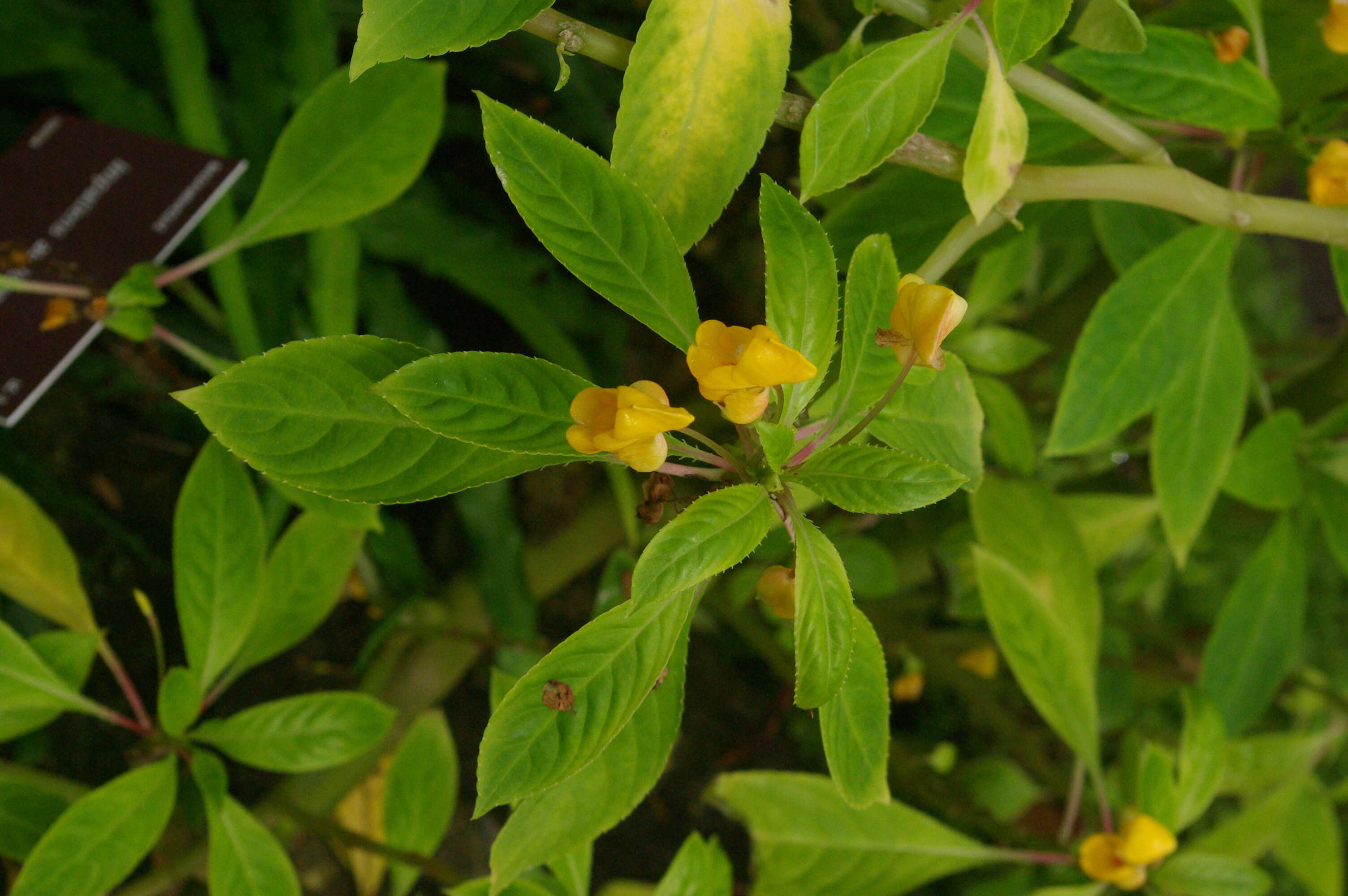 Image of Impatiens auricoma Baill.