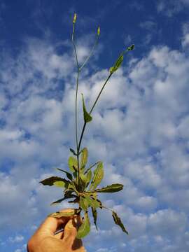 Image of smallflower hawksbeard